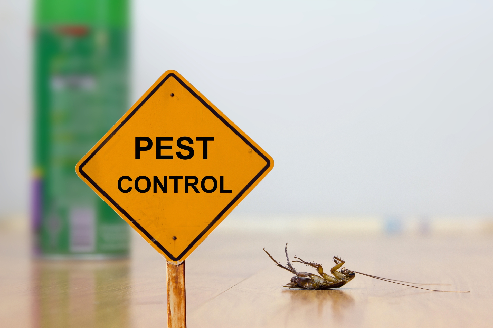 24 Hour Pest Control, Pest Control in Peckham, Nunhead, SE15. Call Now 020 8166 9746