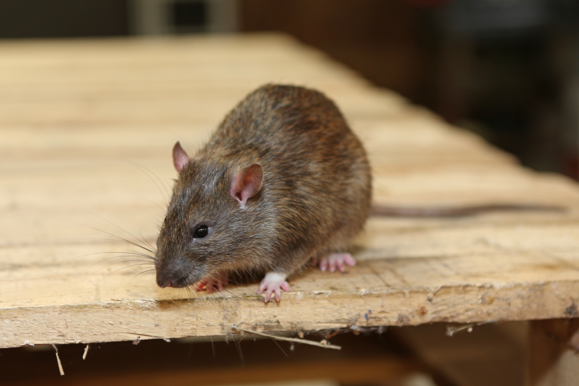 Rat extermination, Pest Control in Peckham, Nunhead, SE15. Call Now 020 8166 9746