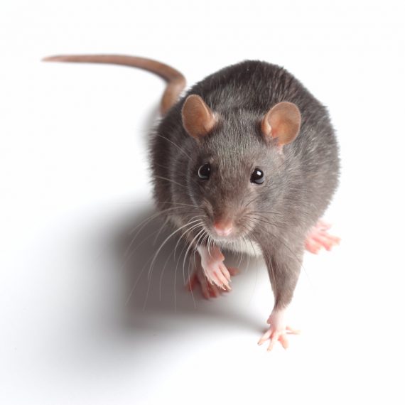 Rats, Pest Control in Peckham, Nunhead, SE15. Call Now! 020 8166 9746