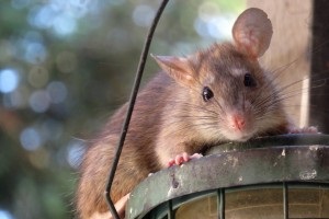 Rat Infestation, Pest Control in Peckham, Nunhead, SE15. Call Now 020 8166 9746
