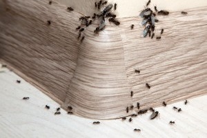 Ant Control, Pest Control in Peckham, Nunhead, SE15. Call Now 020 8166 9746